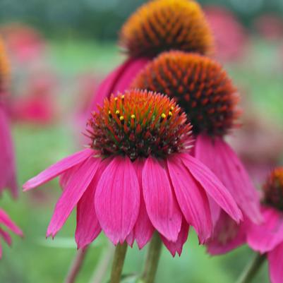 Echinacea purpurea PowWow Wildberry