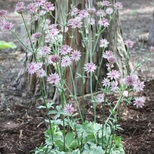 Astrantia major Vanilla Gorilla