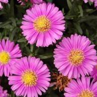 Aster novi-belgii Alert