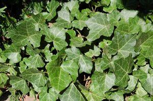 Hedera helix Thorndale