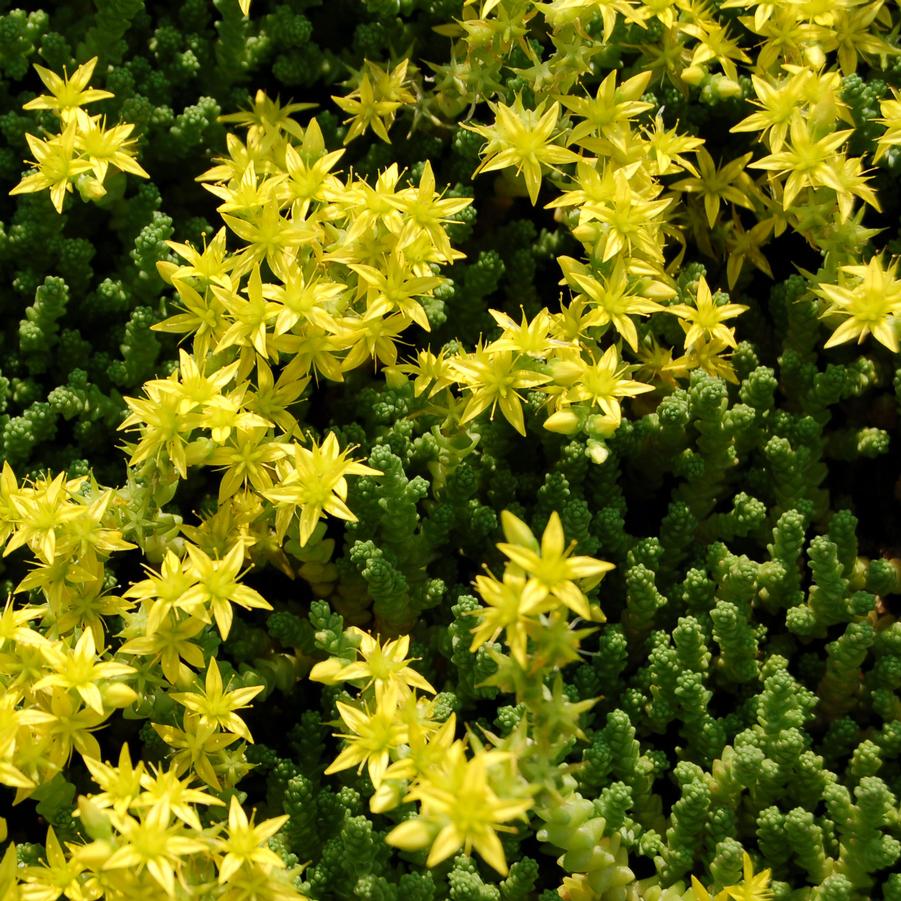 Sedum 'Golden Carpet' - Stonecrop from Hoffie Nursery