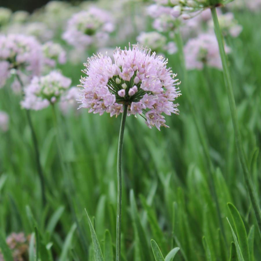 Allium 'Summer Beauty' - Ornamental Onion from Hoffie Nursery