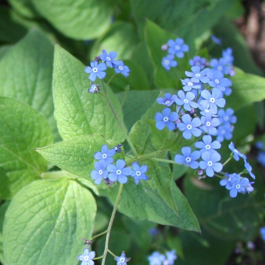 Brunnera macrophylla - False Forget-Me-Not, Siberian Bugloss from Hoffie Nursery