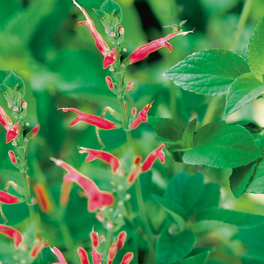 Sage, Pineapple - Salvia elegans from Hoffie Nursery