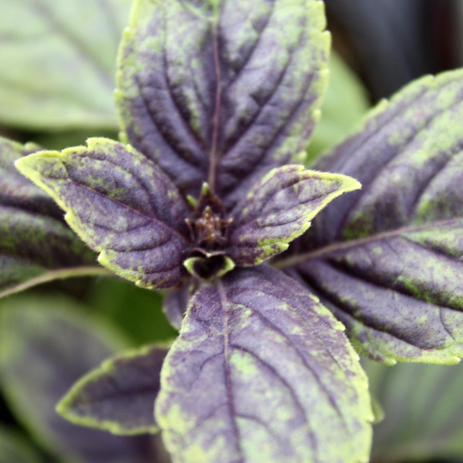 Basil 'African Blue' - African Blue Basil/Ocimum basilicum (Annual) from Hoffie Nursery