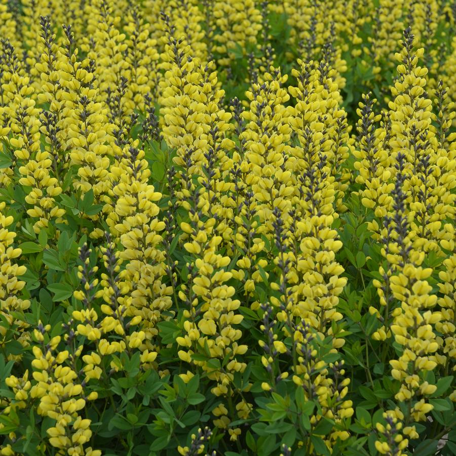 Baptisia DECADENCE® DELUXE 'Lemon Meringue' - False Indigo from Hoffie Nursery