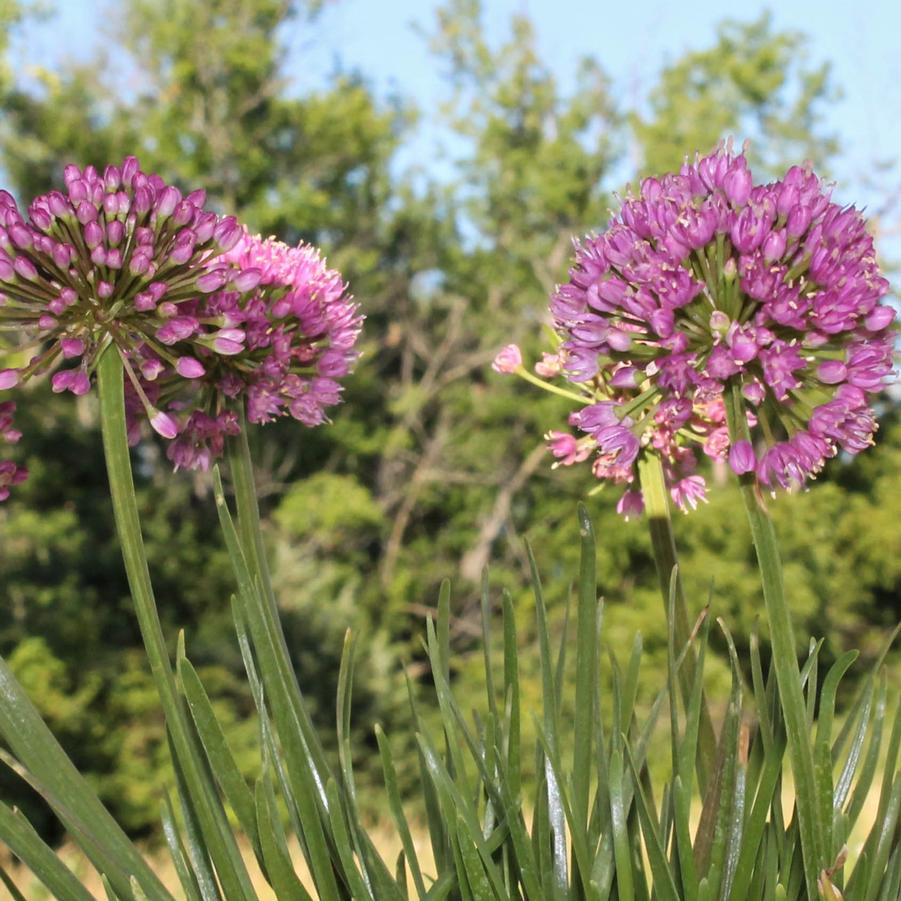 Allium 'Millenium' - Ornamental Onion from Hoffie Nursery