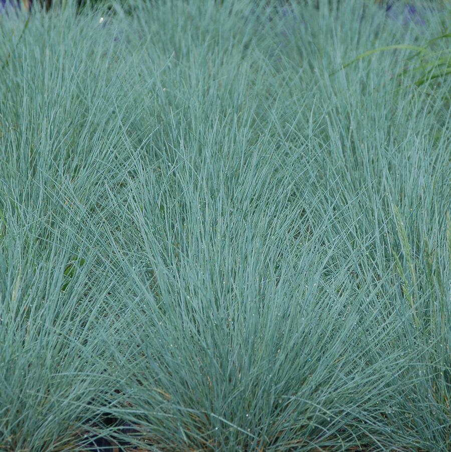 Festuca 'Cool as Ice' - Blue Fescue from Hoffie Nursery