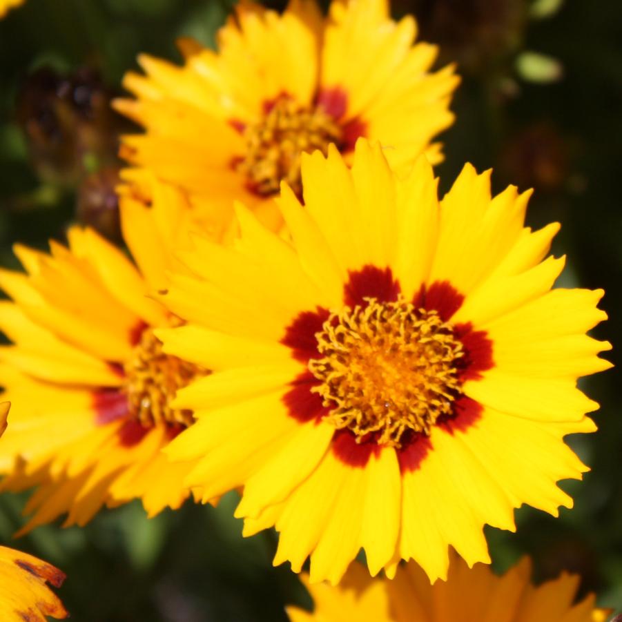 Coreopsis grandiflora 'Sunfire' - Tickseed from Hoffie Nursery