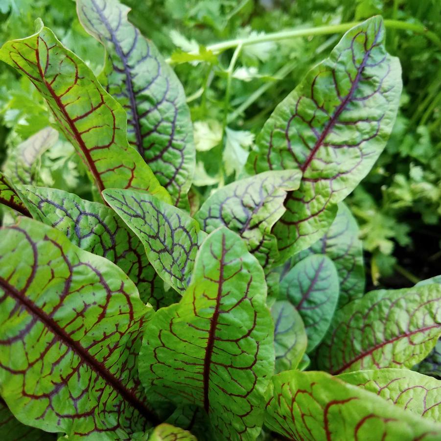 Sorrel 'Red Veined' - Rumex sanguineus from Hoffie Nursery