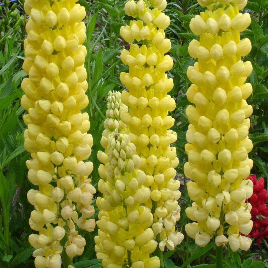 Lupinus Westcountry 'Desert Sun' - Lupine from Hoffie Nursery