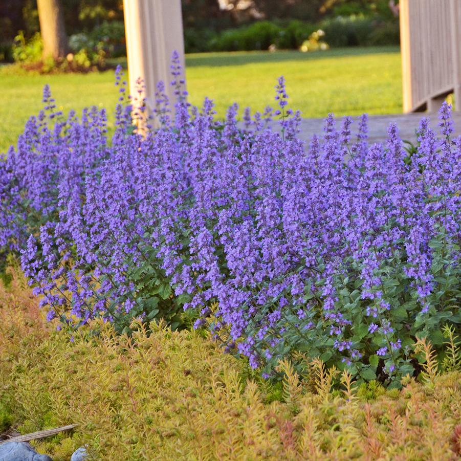 Nepeta faassenii 'Cat's Meow' - Catmint from Hoffie Nursery