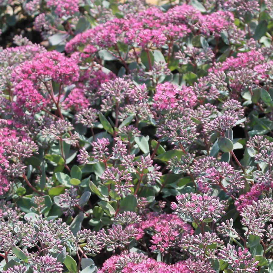 Sedum 'Rosy Glow' - Stonecrop from Hoffie Nursery