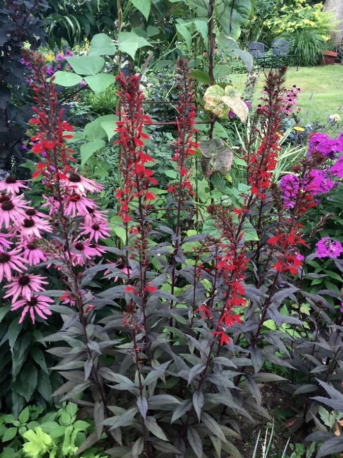 Lobelia cardinalis 'Black Truffle' - Cardinal Flower from Hoffie Nursery