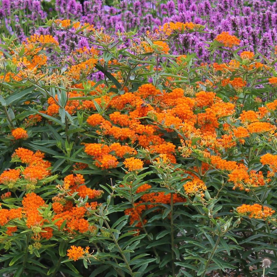 Asclepias tuberosa - Butterfly Weed from Hoffie Nursery