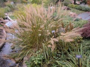 Calamagrostis arundinacea var. brachytricha 