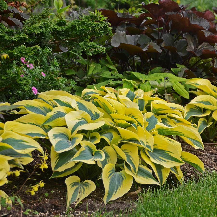 Hosta SHADOWLAND® 'Autumn Frost' - Hosta from Hoffie Nursery