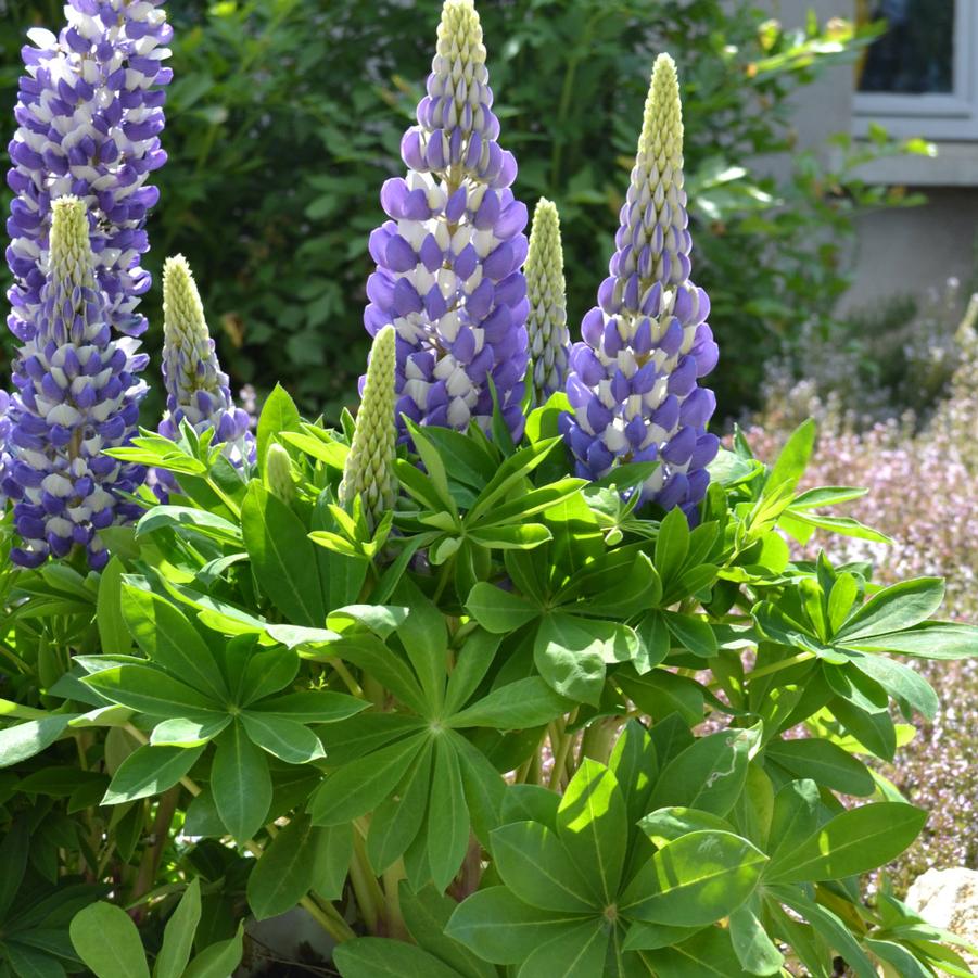 Lupinus 'Gallery Blue' - Lupine from Hoffie Nursery