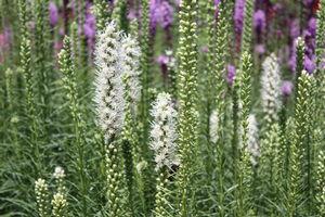 Liatris spicata Alba