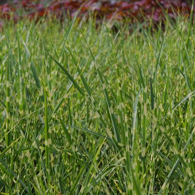 Miscanthus sinensis Strictus