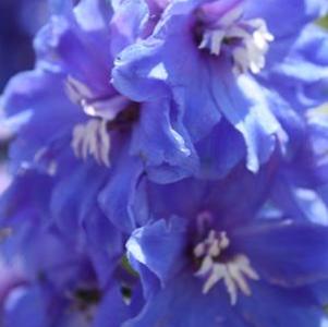 Delphinium elatum Guardian Blue