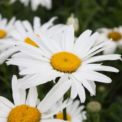 Leucanthemum superbum Silver Princess