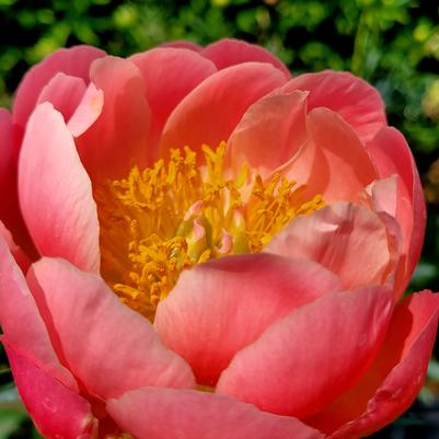 Paeonia Pink Hawaiian Coral