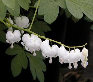 Dicentra spectabilis Alba