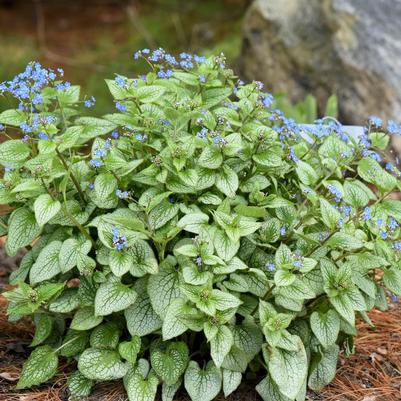 Brunnera macrophylla Sterling Silver