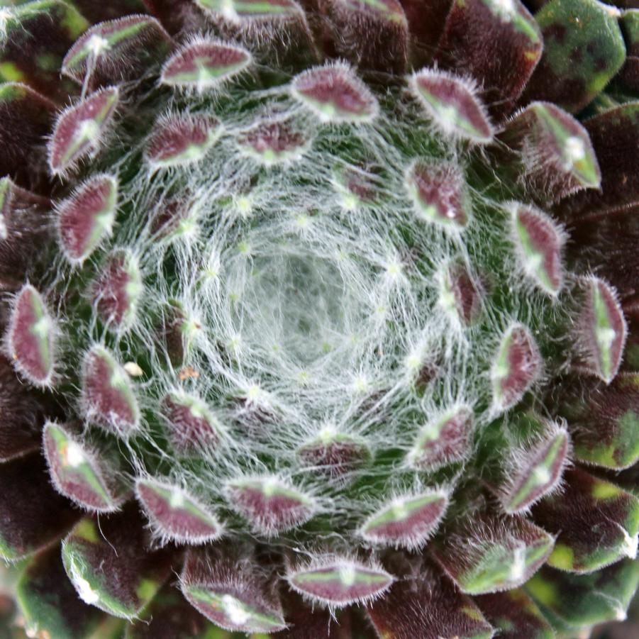 Sempervivum arachnoideum 'Cobweb' - Hens and Chicks from Hoffie Nursery