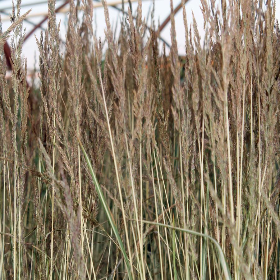 Calamagrostis acutiflora 'Avalanche' - Variegated Feather Reed Grass from Hoffie Nursery