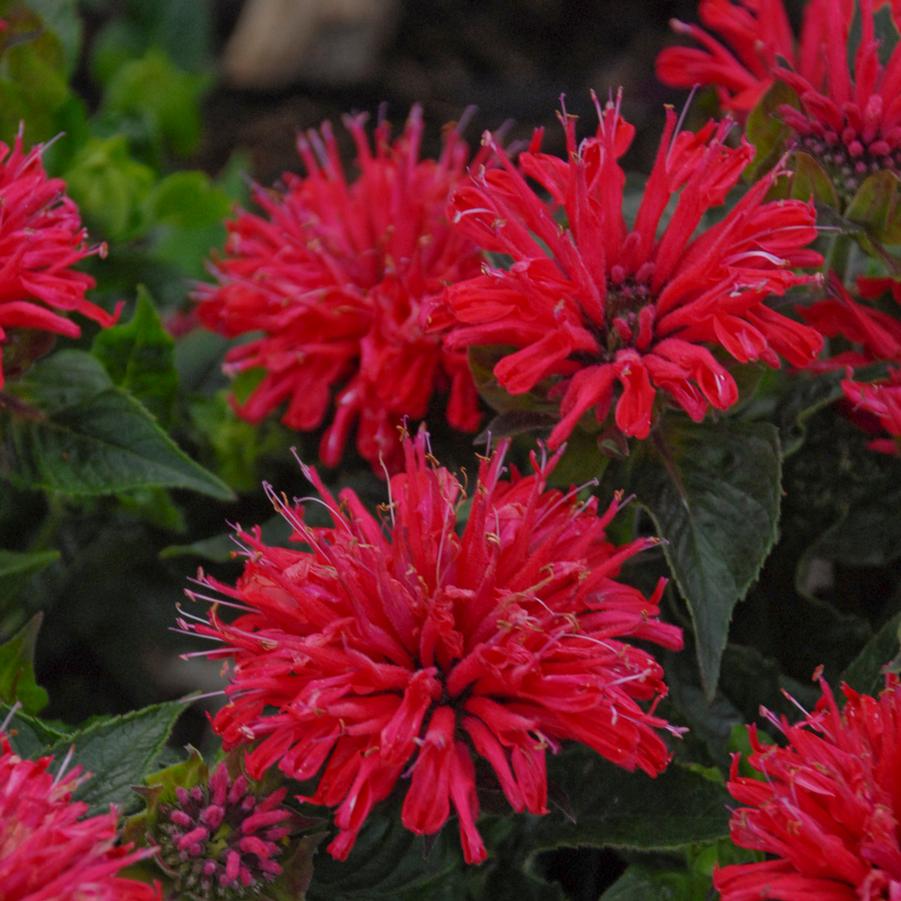 Monarda didyma 'Pardon My Cerise' - Bee Balm from Hoffie Nursery