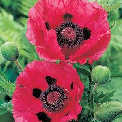 Papaver orientale 'Watermelon' - Poppy from Hoffie Nursery