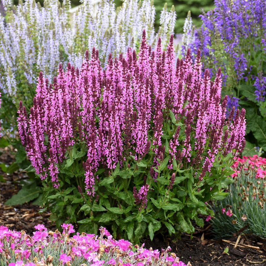 Salvia nemorosa 'Pink Profusion' - Perennial Salvia from Hoffie Nursery