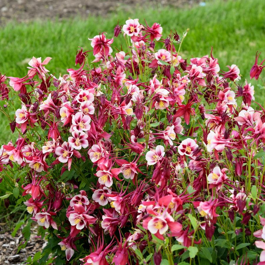 Aquilegia Earlybird™ 'Red White' - from Hoffie Nursery