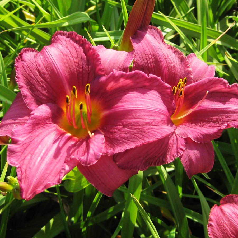 Hemerocallis 'Summer Wine' - Daylily from Hoffie Nursery