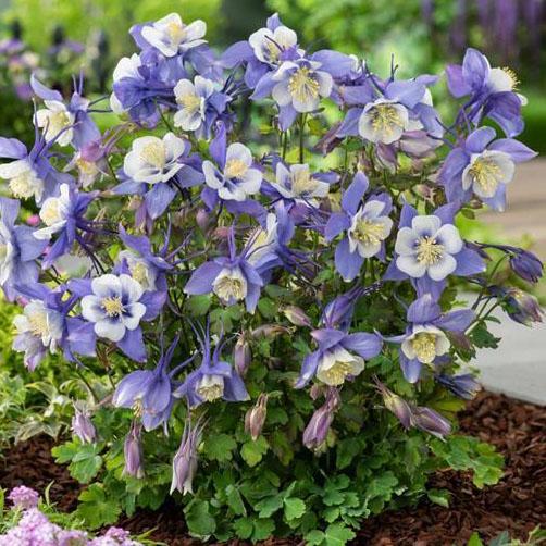 Aquilegia Earlybird Blue White - Columbine from Hoffie Nursery