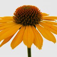 Echinacea Sombrero® Lemon Yellow - Coneflower from Hoffie Nursery