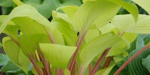 Aquilegia 