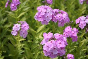 Armeria maritima