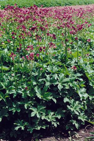 Heuchera 