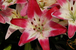 Lilium 