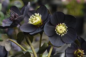 Thalictrum rochebrunianum