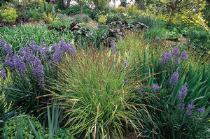 Carex buchananii