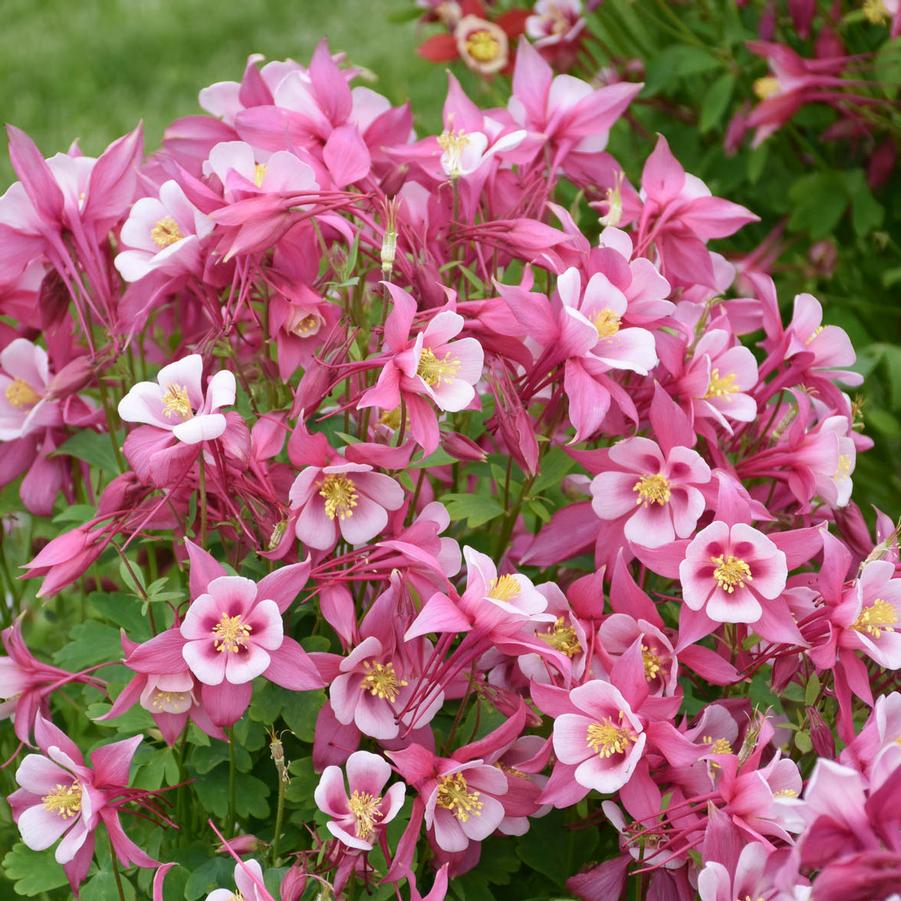 Aquilegia caerulea Kirigami™ 'Rose & Pink' - Columbine from Hoffie Nursery