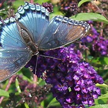 Buddleia davidii 'Black Knight' - Butterfly Bush from Hoffie Nursery