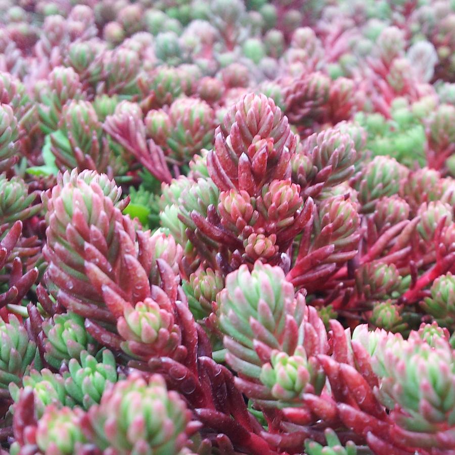 Sedum ochroleucum 'Red Wiggle' - Stonecrop from Hoffie Nursery