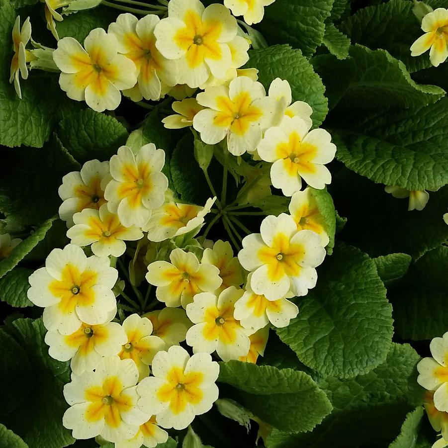Primula vulgaris - Primrose from Hoffie Nursery