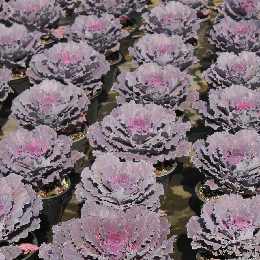 Cabbage 'Osaka Red' - Fall Ornamental Cabbage from Hoffie Nursery