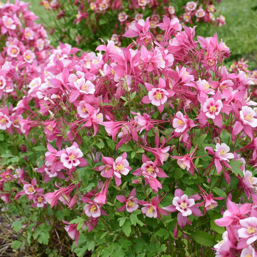Aquilegia caerulea Kirigami™ 'Rose & Pink' - Columbine from Hoffie Nursery